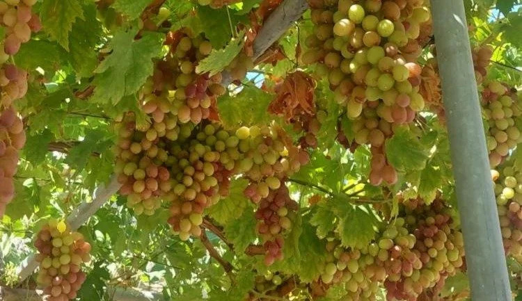 Culinary Villages & Winery